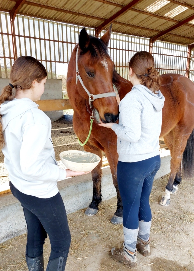 alimentation-cheval