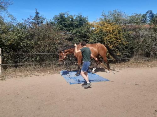 Stage Améliorer la confiance avec son cheval en extérieur aout 2022